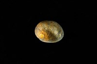 藏品(玉女蜑螺)的圖片